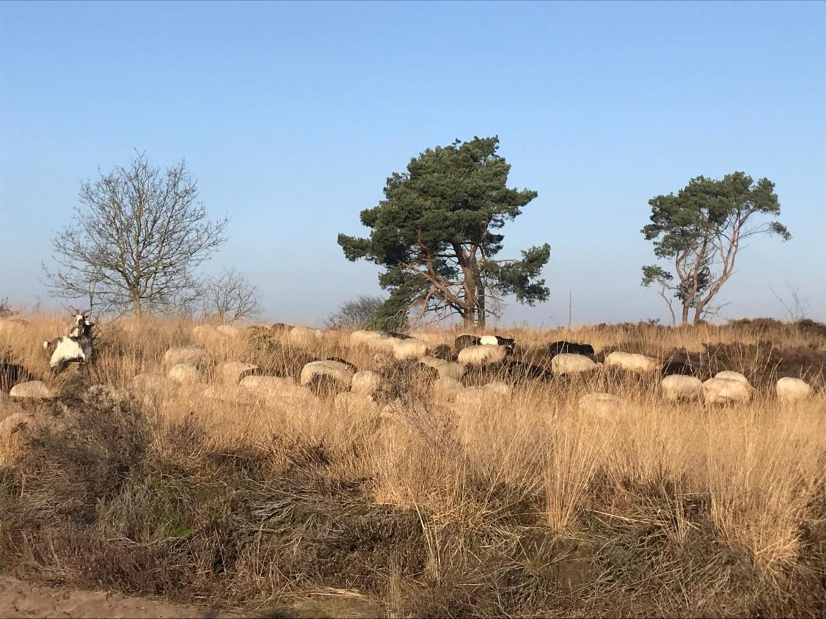 Ferienwohnung Het Grote Paard Havelte Exterior foto